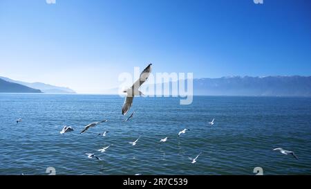 A group of seagulls soar in the sky above a calm and peaceful body of water Stock Photo