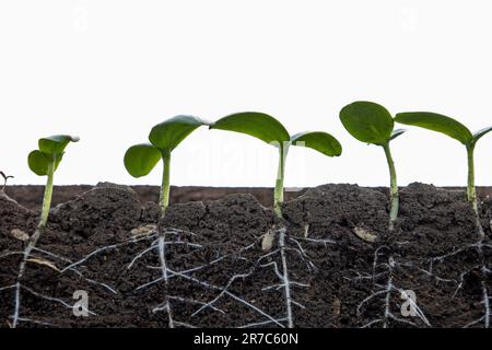 Young sprouts of cucumbers with roots on a white background. Stock Photo