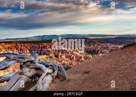 Almost petrified dry trunks, on a vast panorama of eroded rocks. Bryce Canyon National Park is an American national park located in southwestern Utah. Stock Photo