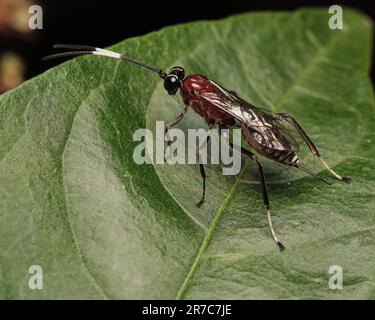 A small insect perched on a green leaf Stock Photo