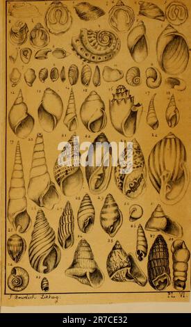 'Elements of conchology, including the fossil genera and the animals' (1822) Stock Photo