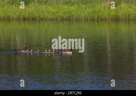 Family of Canada geese swimming in a lake in northern Wisconsin. Stock Photo