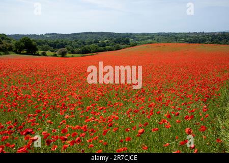 A field of poppies near Stourport, Worcestershire Stock Photo
