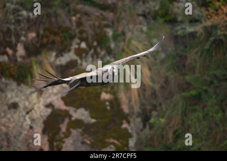 CONDOR ANDINO VOLANDO Stock Photo