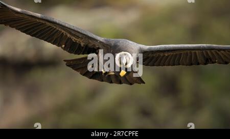 condor andino volando Stock Photo