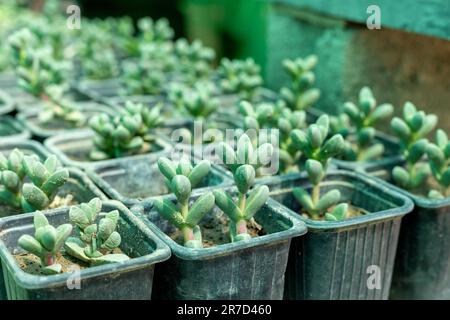 Corpuscularia lehmanniiIce succulent plants propagation in a small plastic pots Stock Photo