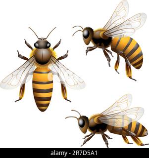 Honey Bee isolated on white Stock Vector