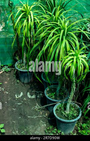 Yucca shower desmetiana plants in pots Stock Photo