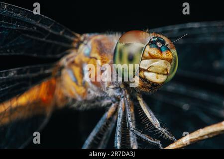 A dragonfly perched on a tree branch and nature background, Selective focus, Extreme macro shot, Colorful insect in Thailand. Stock Photo