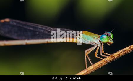 A colorfull damselfly perched on a tree branch and nature background ...