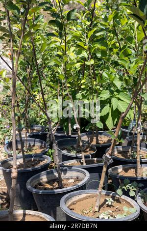 Small apple trees saplings in plastic pots Stock Photo
