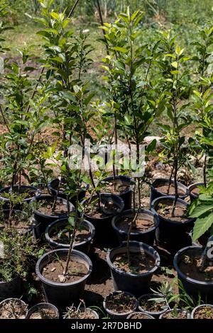 Small apple trees in nursery plastic pots Stock Photo