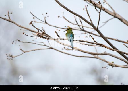 Blue tailed bee eater bird resting on a branch Stock Photo