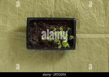 sprouted flower seeds in a pot on a green Stock Photo