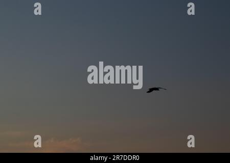 close-up of a seagull at sunset against the sky in flight Stock Photo