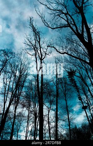 winter tree branches in silhouette, low angle view Stock Photo