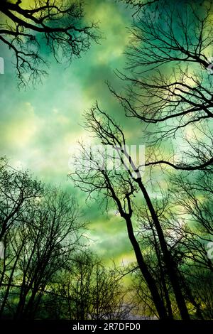 winter tree branches in silhouette, low angle view Stock Photo