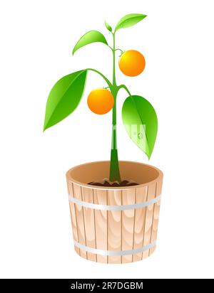 orange tree in a wooden tub isolated on a white background Stock Vector