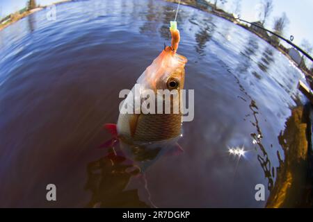 Trink Noun. Catching The Redfin (Scardinius erythrophthalmus) on the river  with a fishing rod. Freshwater fish float fishing and ledgering. The fishey  Stock Photo - Alamy