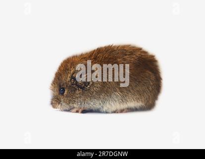 Theriology. Mouse-like rodents of boreal forests and bush tundra, north-east of Europe. Large-toothed redback vole (Clethrionomys rufocanus) as the ba Stock Photo