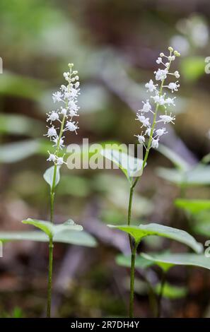 False lily-of-the-valley Stock Photo
