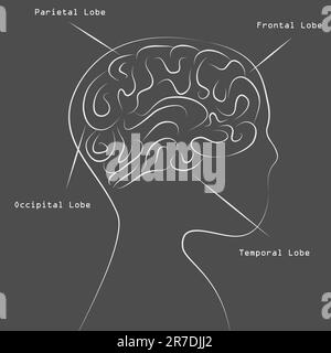 An image of a blackboard human brain map drawing. Stock Vector