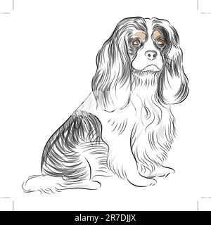 An image of a Cavalier King Charles Spaniel dog Drawing. Stock Vector