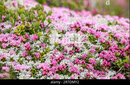 Beautiful alpine folwer - Kalmia procumbens - alpine azalea or trailing azalea. Tiny pink flowers blooming in the swiss alps Stock Photo