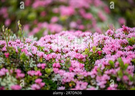 Beautiful alpine folwer - Kalmia procumbens - alpine azalea or trailing azalea. Tiny pink flowers blooming in the swiss alps Stock Photo