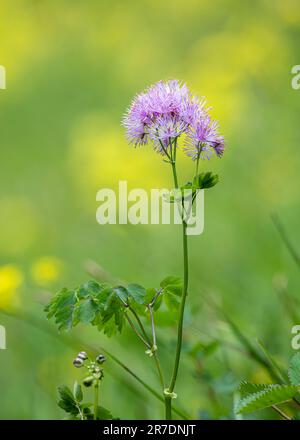 Thalictrum aquilegiifolium, the siberian columbine meadow-rue. Pink flowers in swiss alps Stock Photo