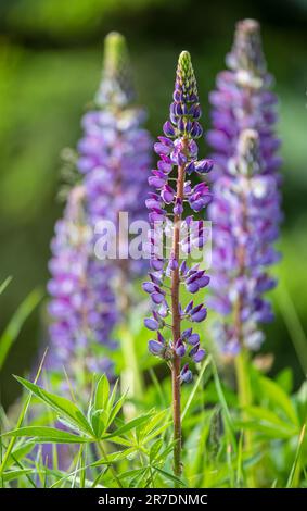Lupinus polyphyllus, the large-leaved lupine. Blue flower close up in swiss alps - Neophyte Stock Photo
