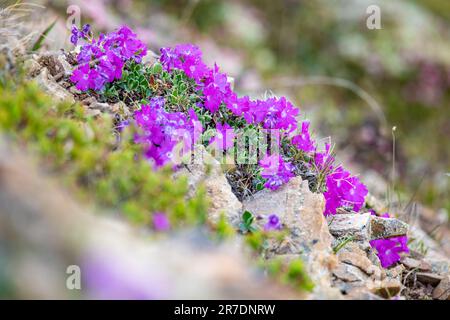 Bush of Primula hirsuta, found on a high altitude hiking path in swiss alps Stock Photo