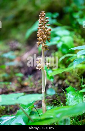 Neottia nidus-avis or bird's-nest orchid in Swiss Alps Stock Photo