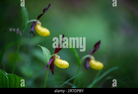 Yellow lady's slipper orchid - Cypripedium calceolus in swiss alps Stock Photo