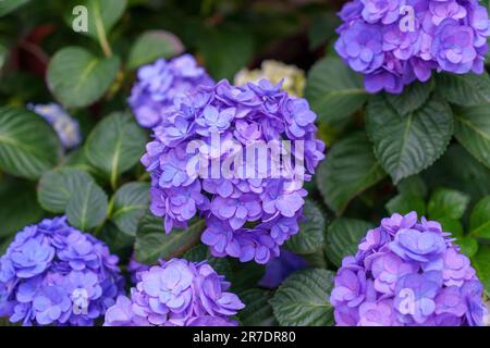 Blooming blue, purple, white hydrangeas in the garden. Shilin Official Residence Hydrangea Exhibition. Taipei, Taiwan Stock Photo