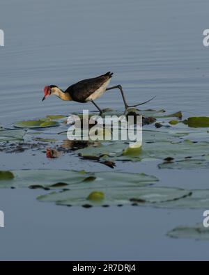 A small bird is seen walking on a pond, surrounded by lily pads Stock Photo