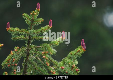 the young red cones from a spruce tree at a summer day on the mountains Stock Photo