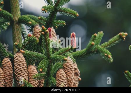 the young red cones from a spruce tree at a summer day on the mountains Stock Photo