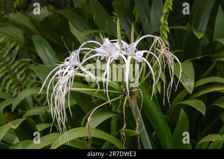 Closeup view of white flowers of hymenocallis caribaea aka caribbean spider lily blooming outdoors in tropical garden Stock Photo