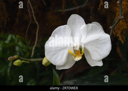 Closeup view of bright white flower and buds of epiphytic orchid phalaenopsis hybrid blooming in tropical garden on dark natural background Stock Photo