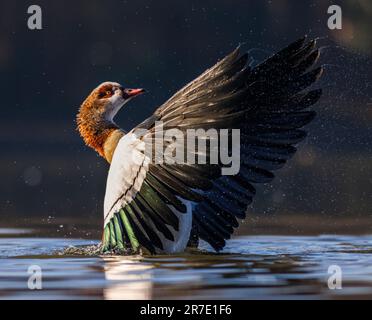 A majestic Egyptian goose in its natural habitat, spreading its wings in a body of water Stock Photo