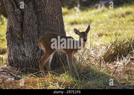 Southern or Common Reedbuck, redunca arundinum, Young, Moremi Reserve, Okavango Delta in Botswana Stock Photo