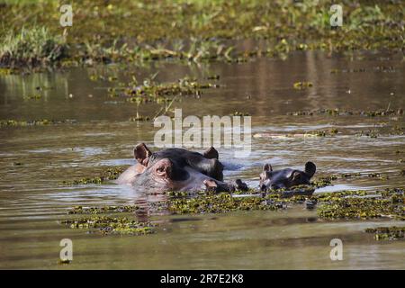 Hippopotamus, hippopotamus amphibius, Mother and Calf standing in Water, Khwai River, Moremi Reserve, Okavango Delta in Botswana Stock Photo