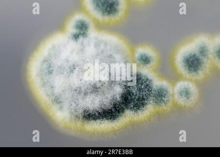 Colonies of Penicillium fungi grown on Sabouraud Dextrose Agar (SDA). Penicillium is a mold fungus that causes food spoilage, used in cheese productio Stock Photo