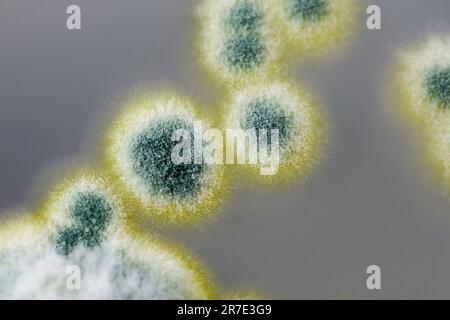 Colonies of Penicillium fungi grown on Sabouraud Dextrose Agar (SDA). Penicillium is a mold fungus that causes food spoilage, used in cheese productio Stock Photo