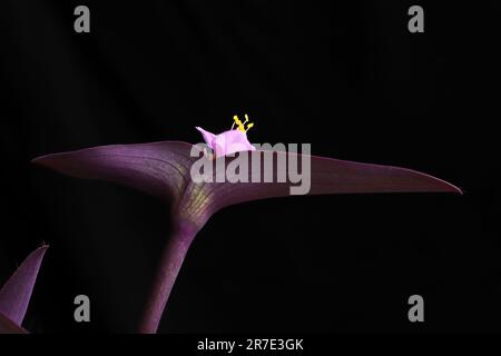 Purple Queen or Heart Plant Stock Photo