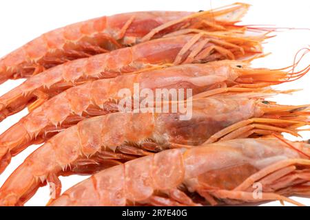 Red giant argentine shrimp isolated on white background. Large tiger shrimp isolated. Stock Photo