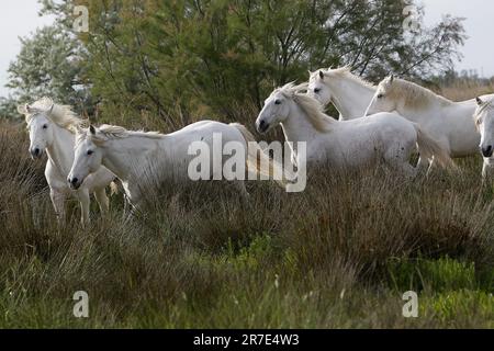 Camargue Horse, Herd, Saintes Marie de la Mer in The South of France Stock Photo