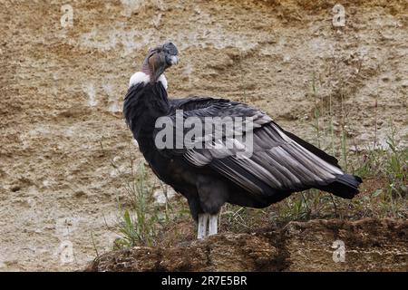 Andean Condor, vultur gryphus, Male Stock Photo