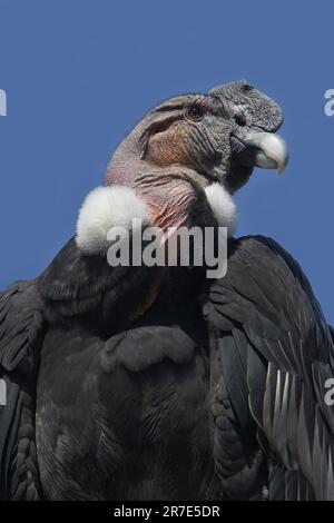 Andean Condor, vultur gryphus, Male Stock Photo